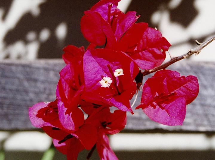 (39) bougainvillea.jpg